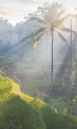 Bali Feeling